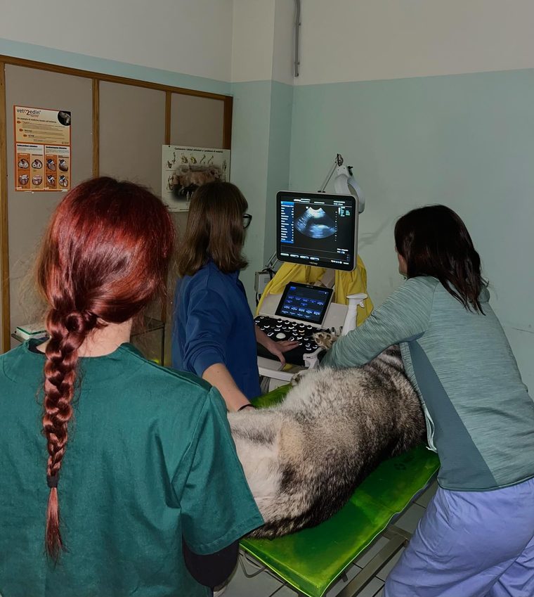 Ecografia con Anna Basso, Giorgia Gugolati e Claudia Fenaroli
