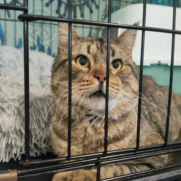 Totti, gatto tigrato ospite della clinica